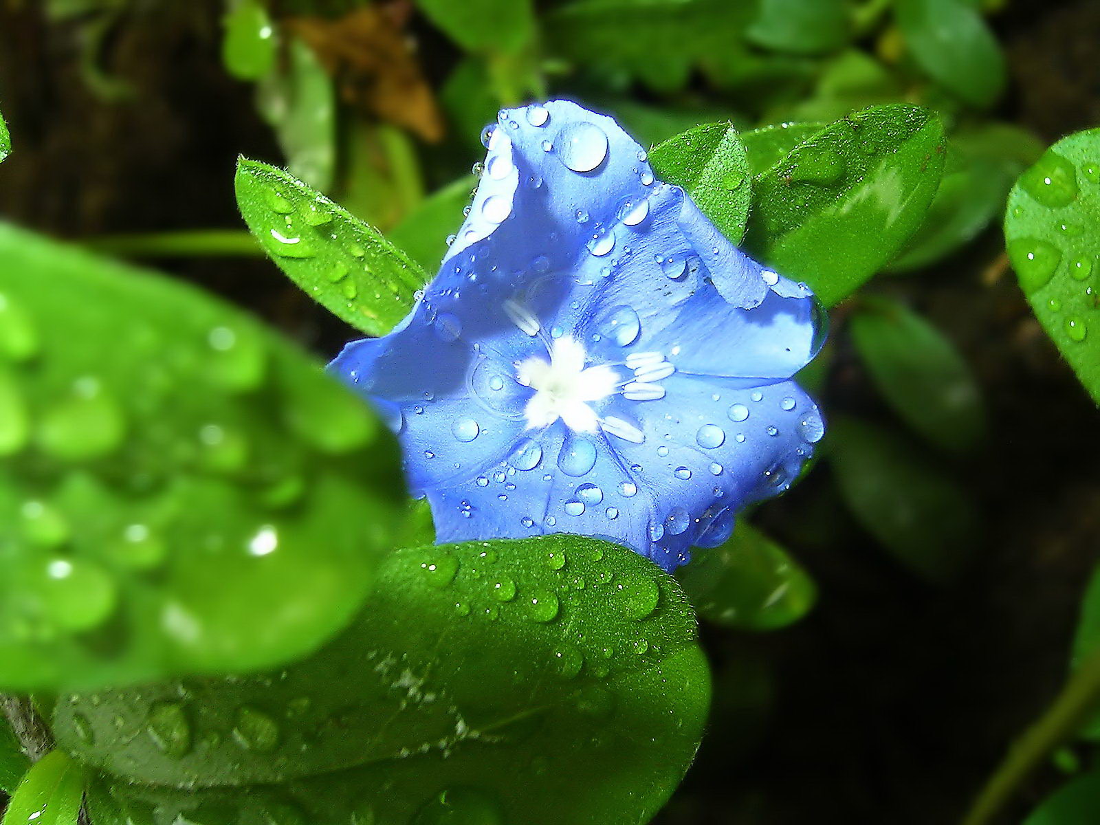 Fond d'ecran Fleur bleue
