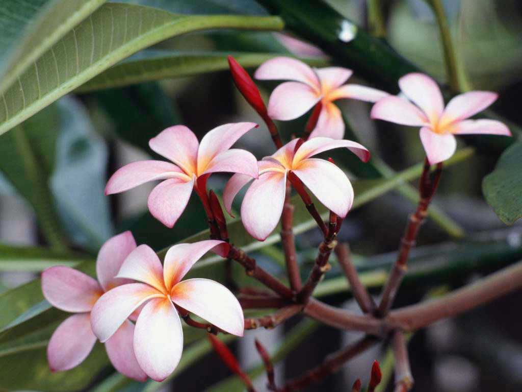 Fond d'ecran Fleurs