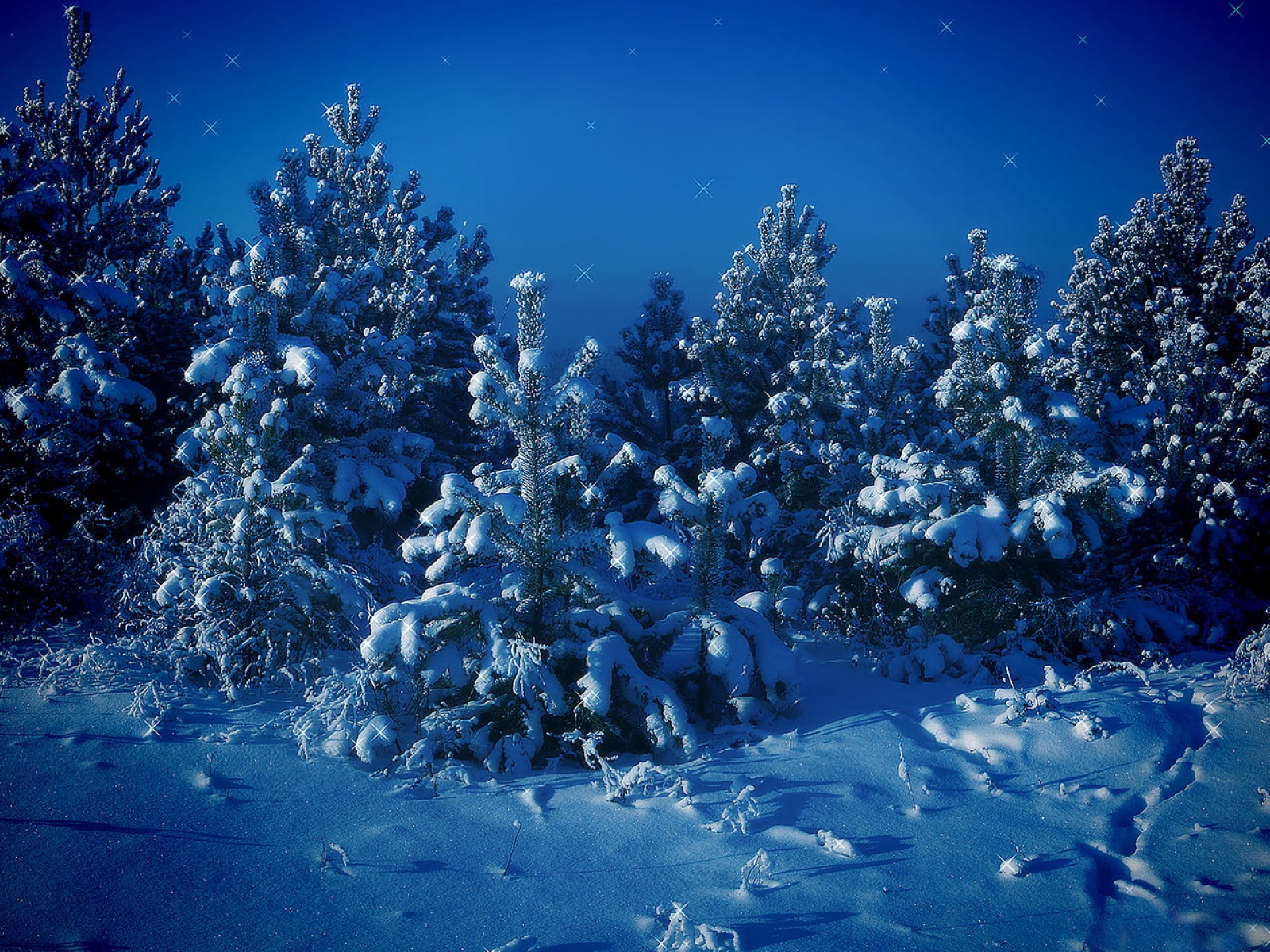 Fond d'ecran Sapins de noel