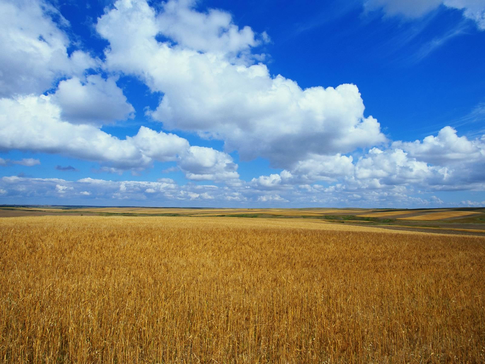 Fond d'ecran Paysage : Plaine et prairie