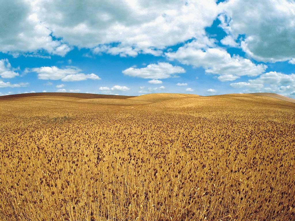 Fond d'ecran Paysage : Plaine et prairie