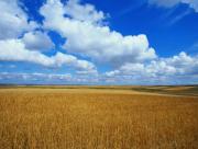 Paysage : Plaine et prairie