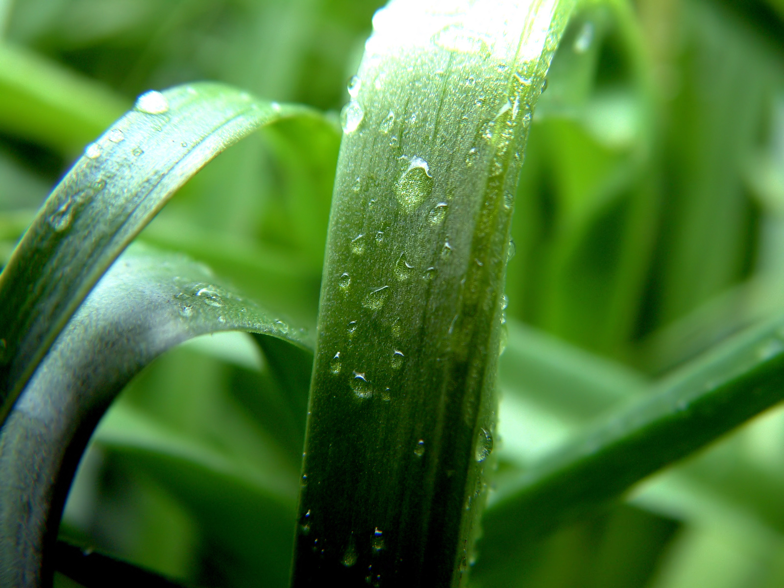 Fond d'ecran Plantes vertes