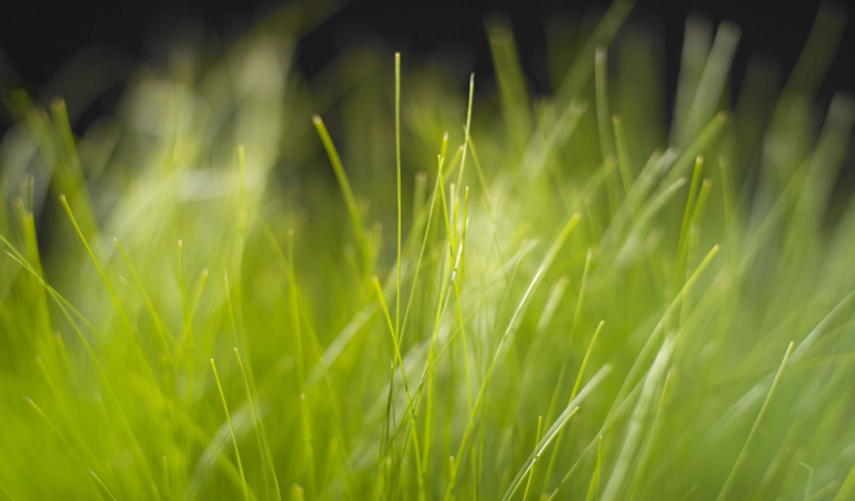 Fond d'ecran Pleine nature