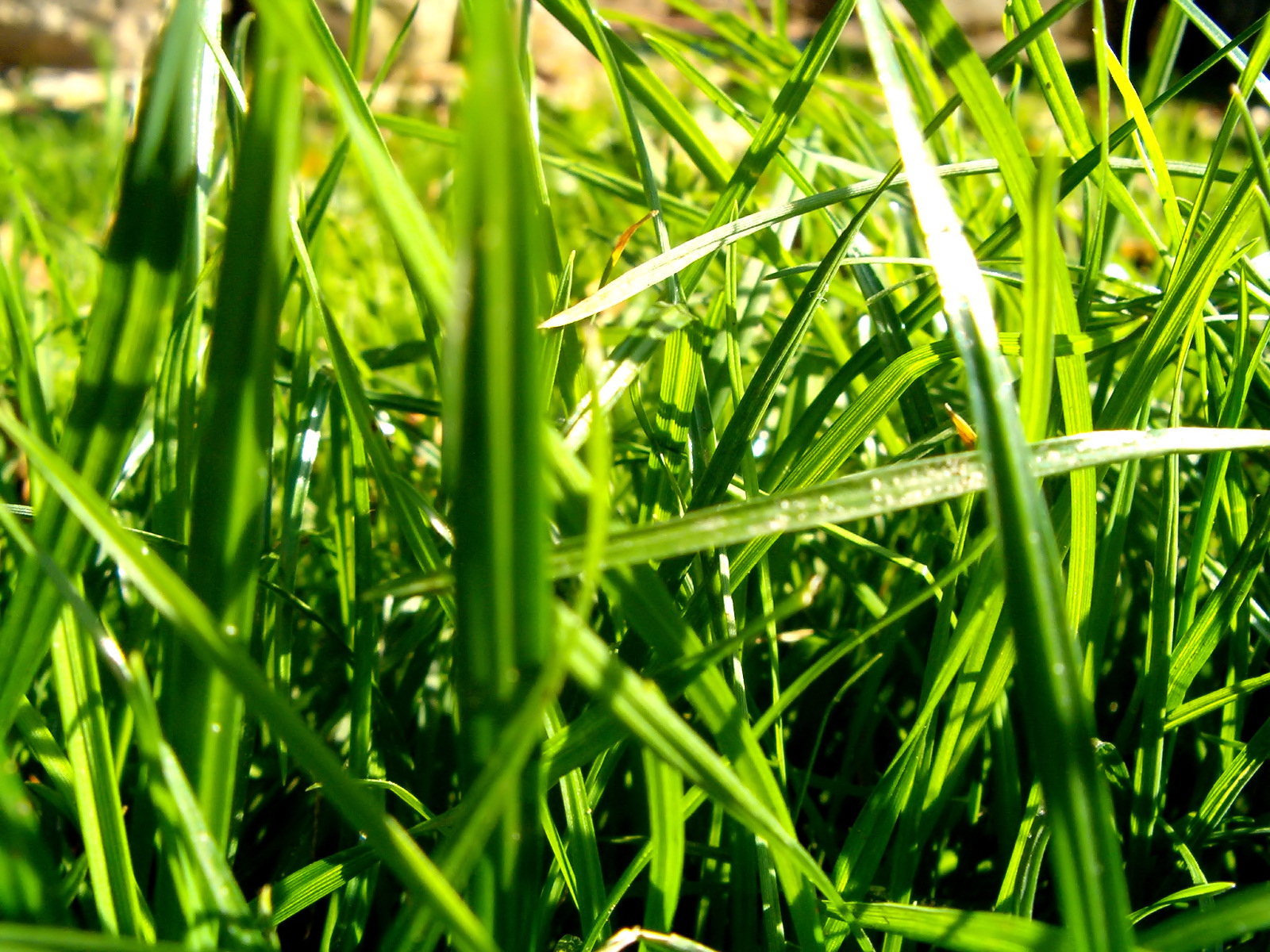 Fond d'ecran Dans l'herbe