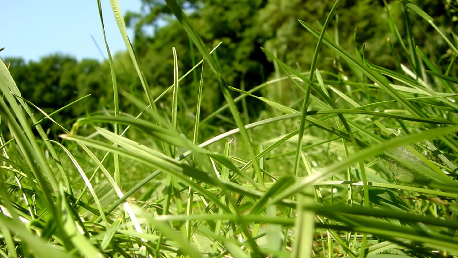 Fond d'ecran Brins d'herbe verte