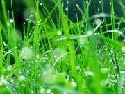 Perles de pluie dans l'herbe