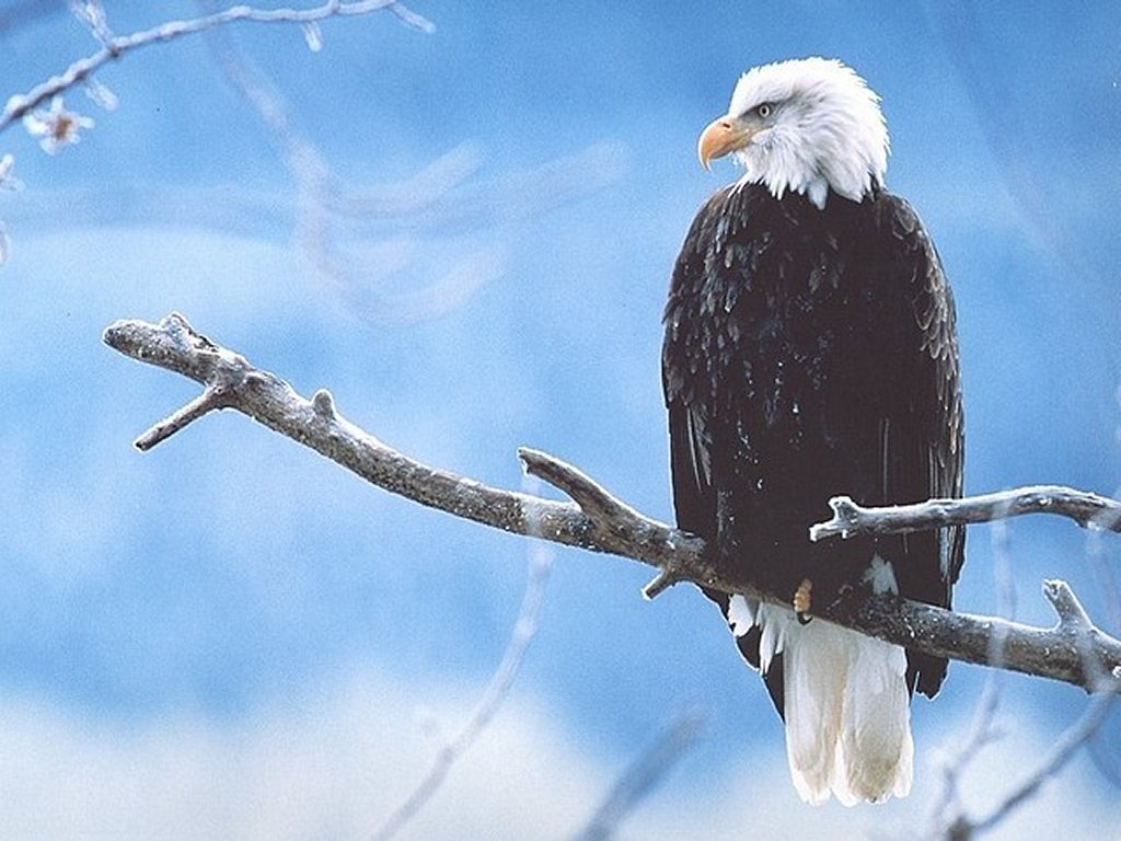 Fond d'ecran Aigle sur sa branche