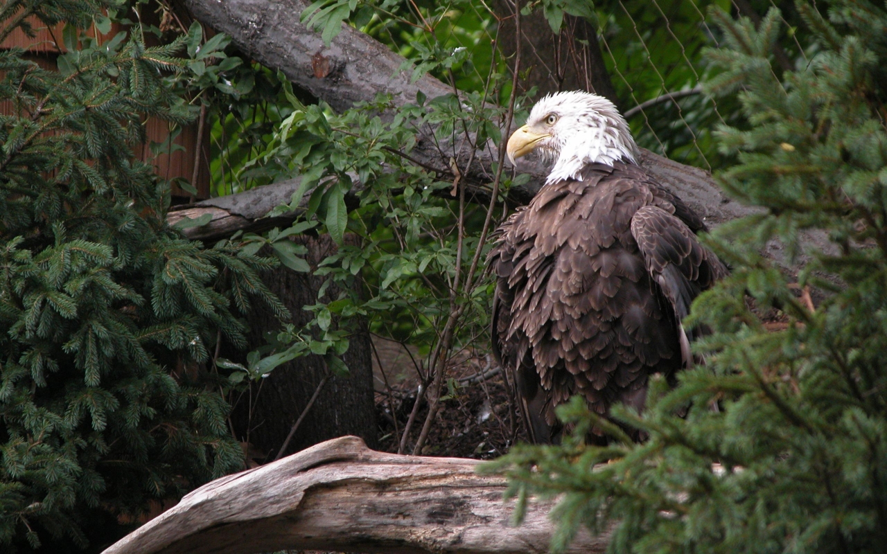 Fond d'ecran Aigle dans les bois