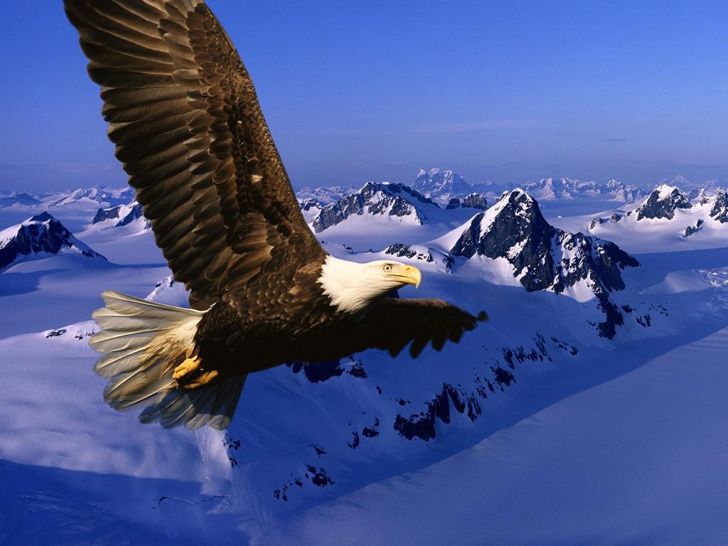 Fond d'ecran Aigle au dessus des montagnes