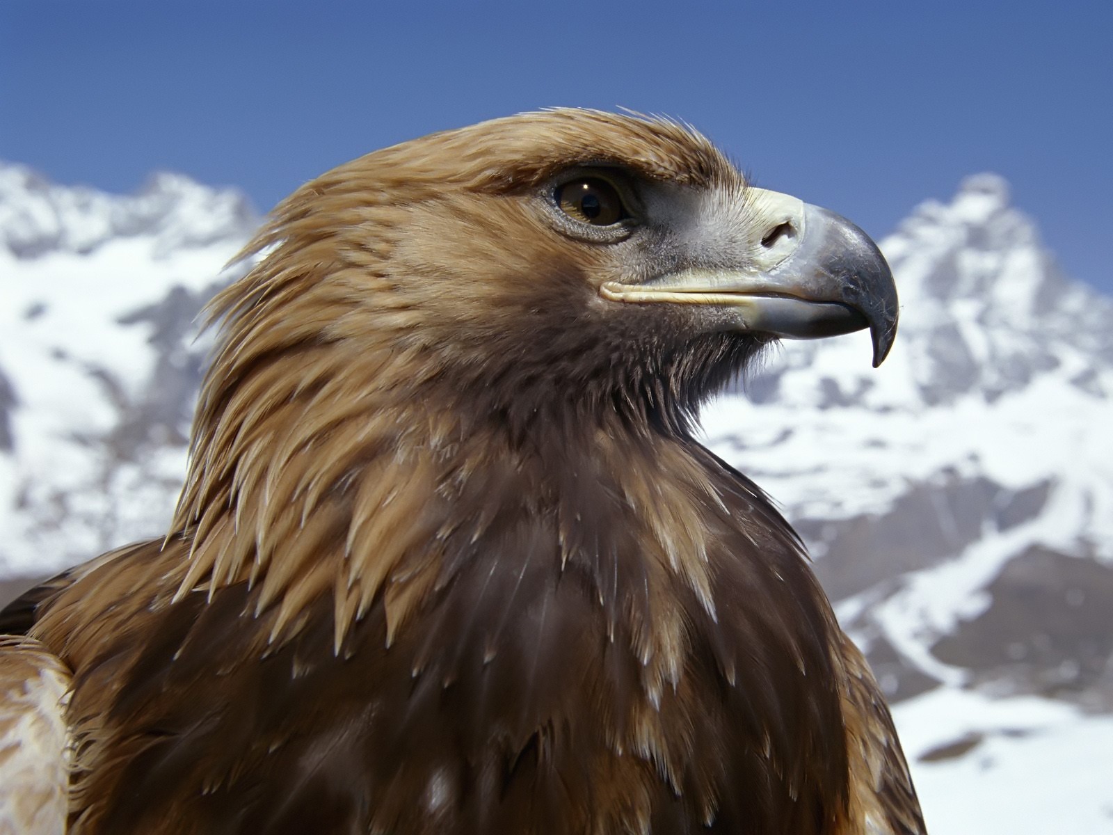 Fond d'ecran Aigle des montagnes