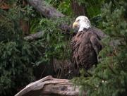 Aigle dans les bois