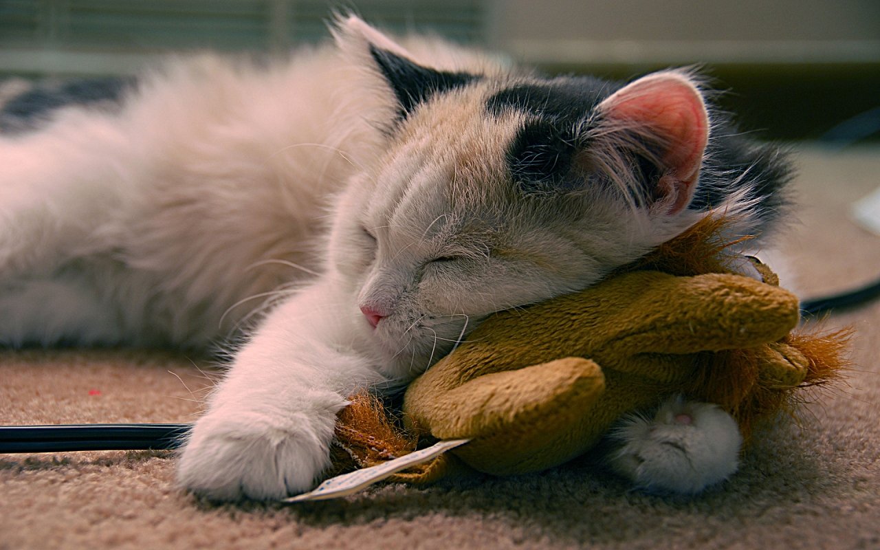 Fond d'ecran Chat dormeur