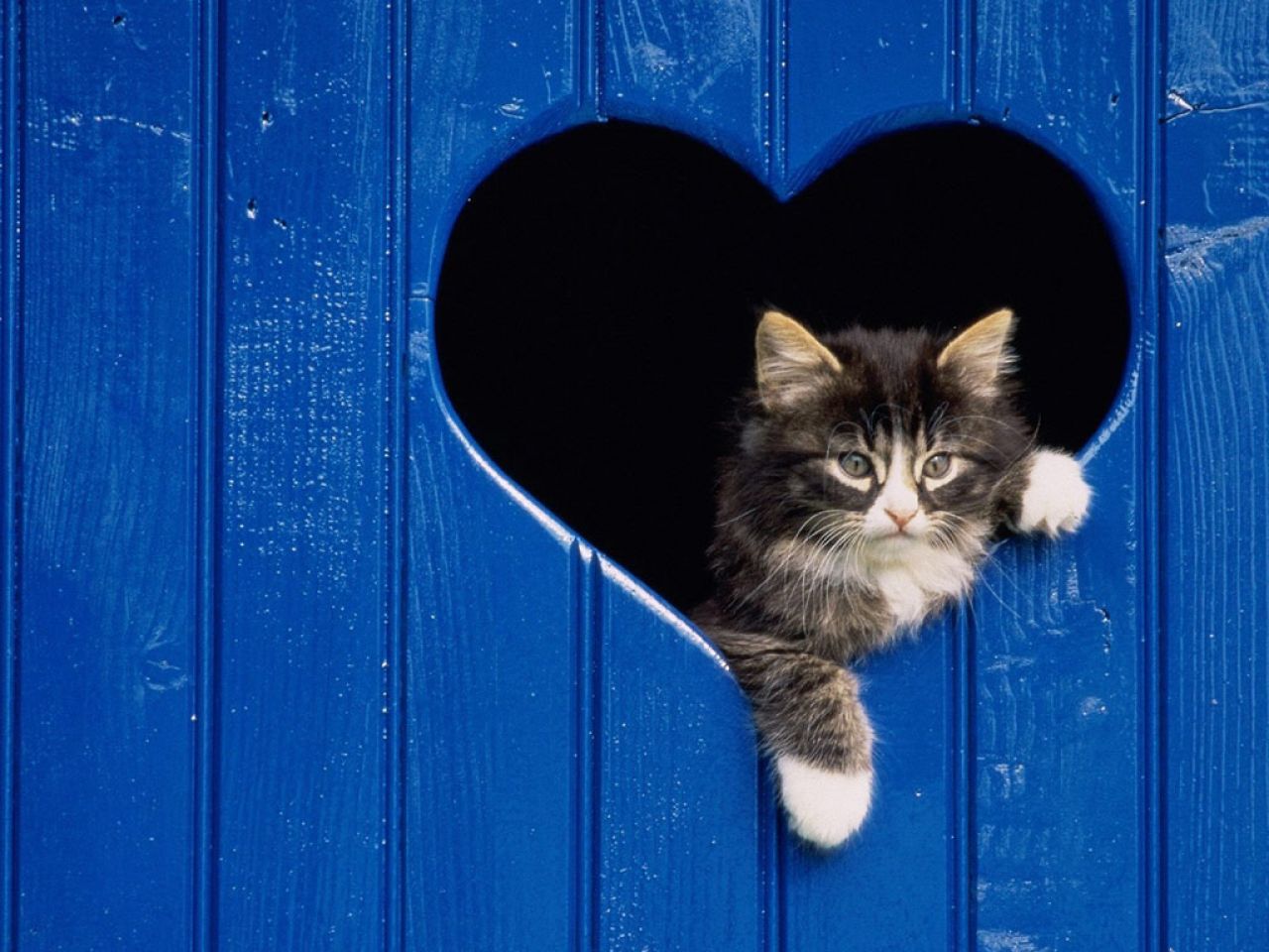 Fond d'ecran Chat dans un coeur