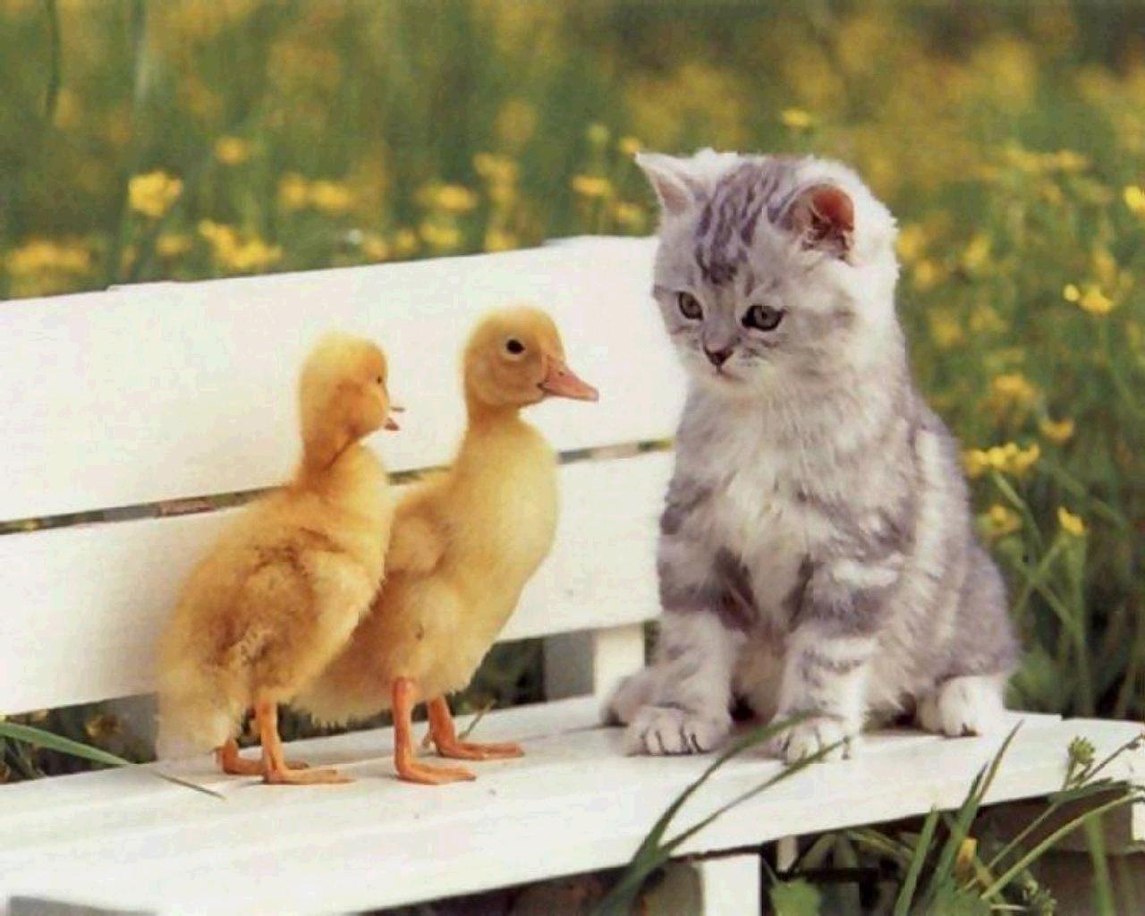 Fond d'ecran Chat et bbs canards