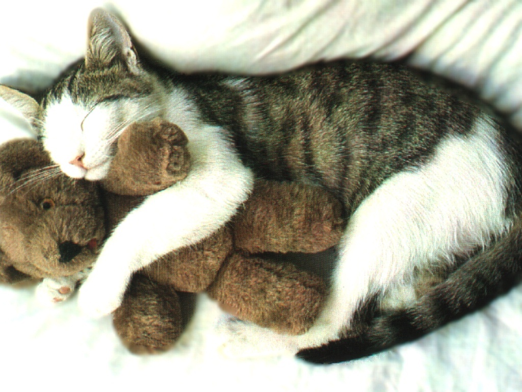 Fond d'ecran Chat dort avec peluche