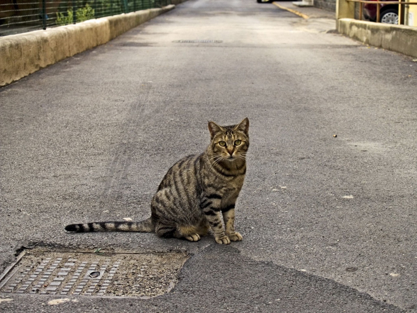 Fond d'ecran Chat sur la route