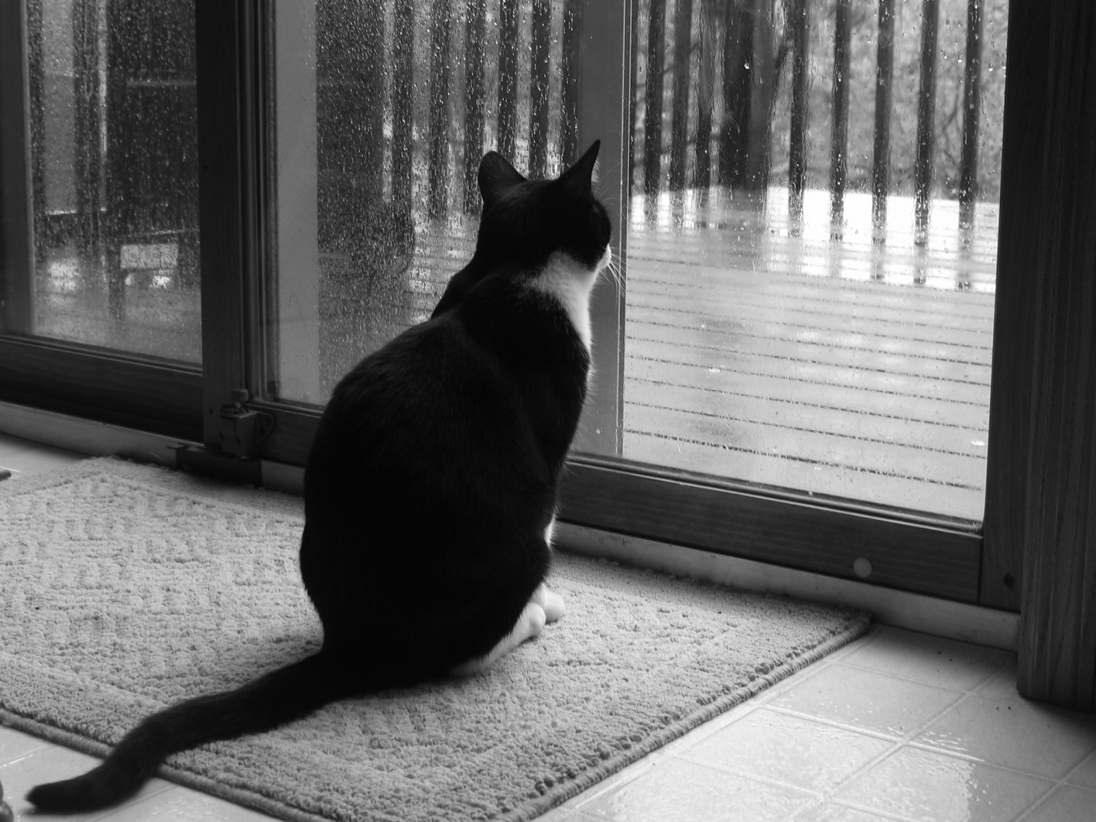 Fond d'ecran Chat devant la pluie