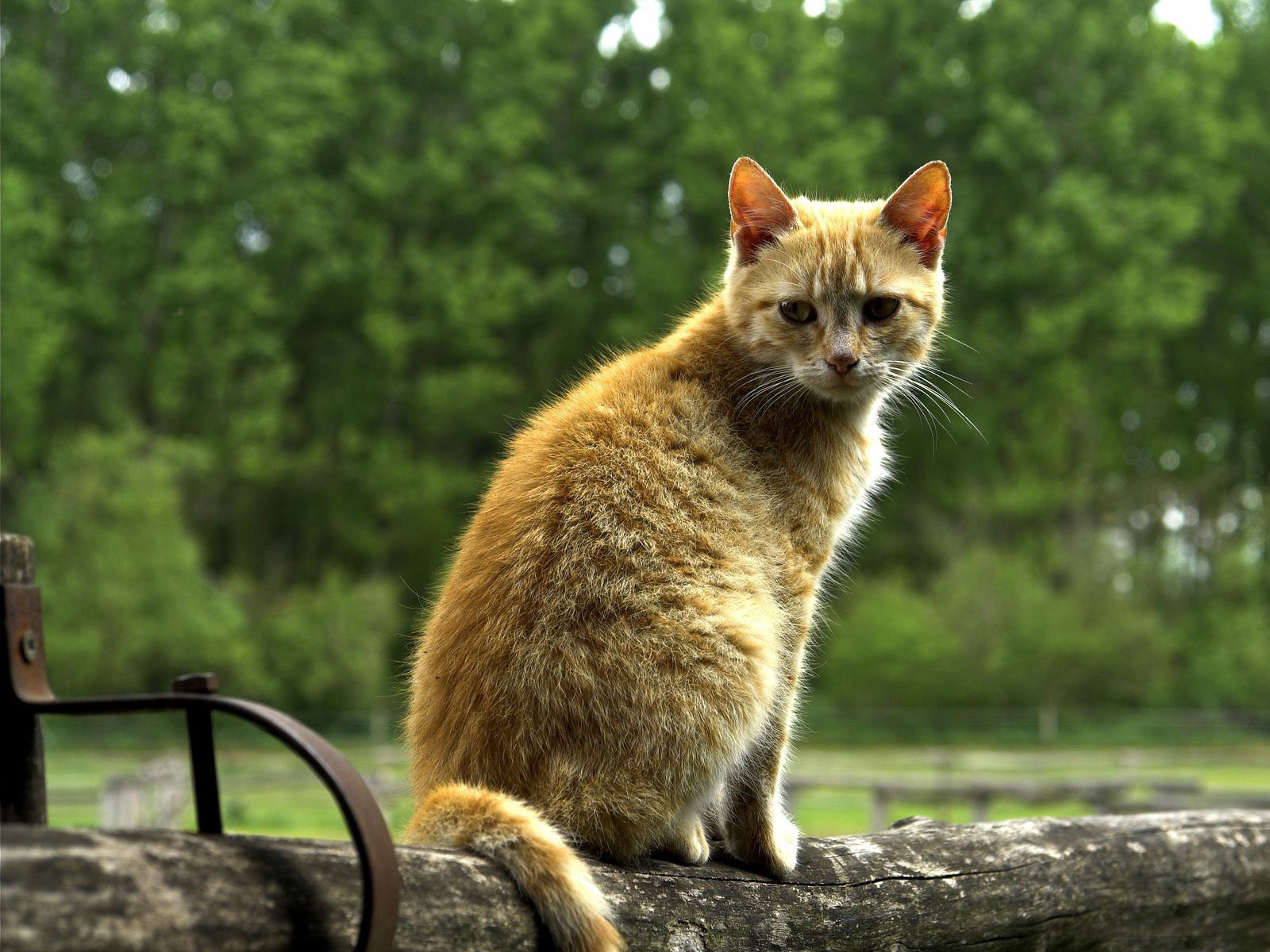 Fond d'ecran Chat nature