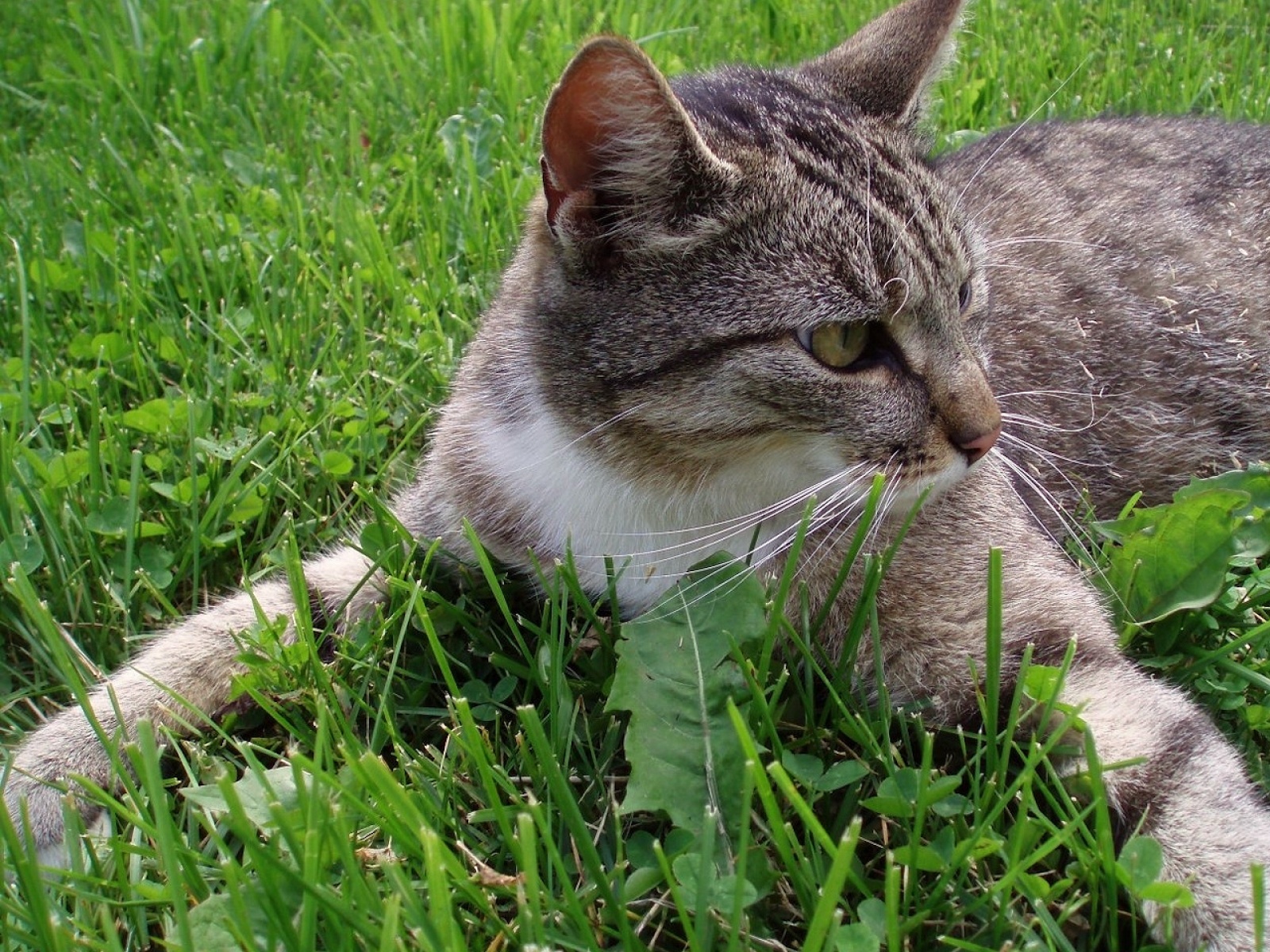 Fond d'ecran Chat sur gazon