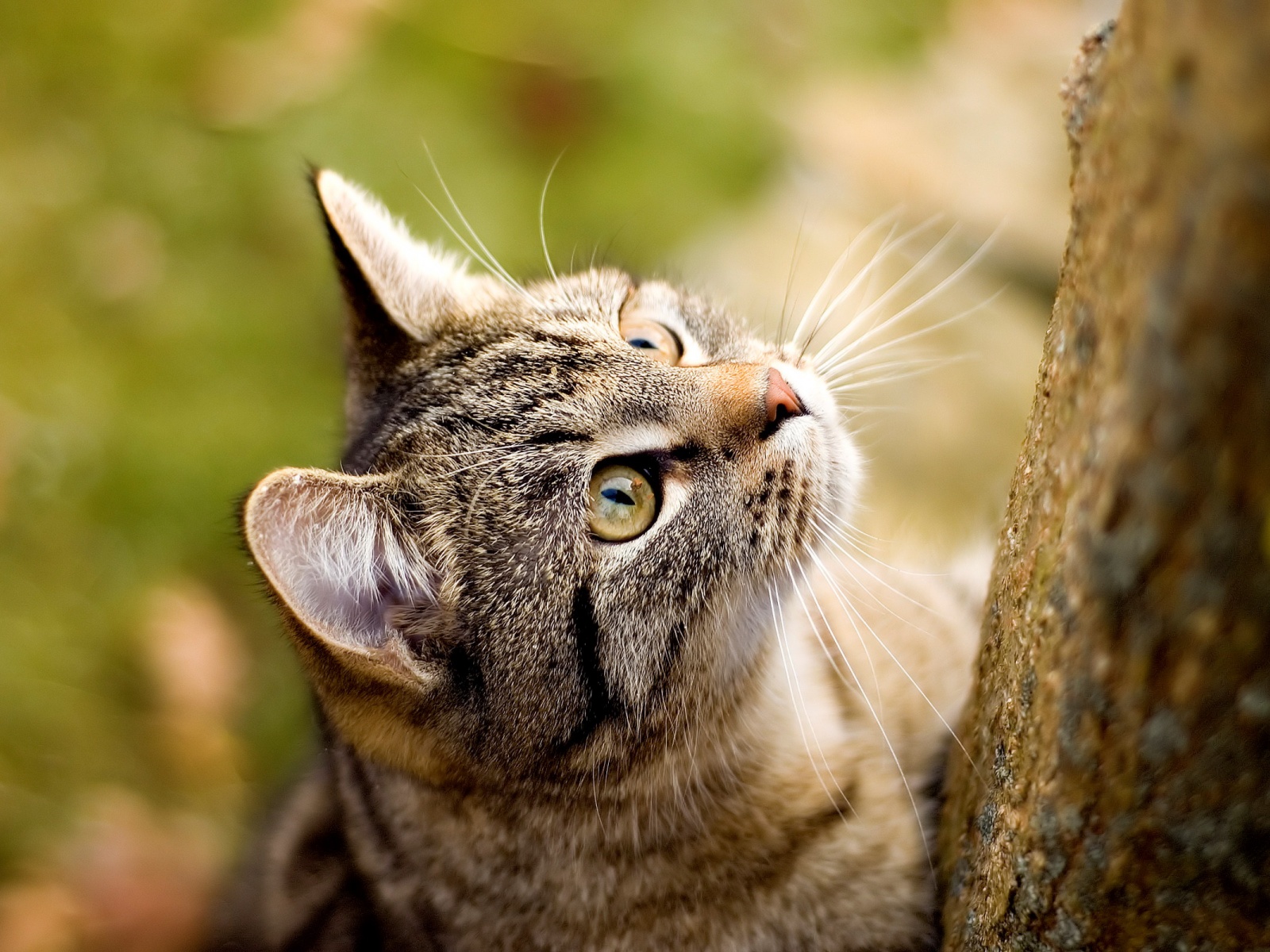 Fond d'ecran Chat et arbre