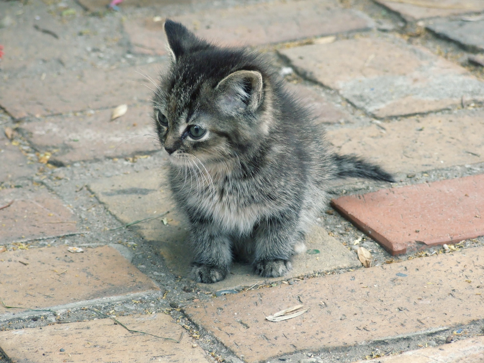 Fond d'ecran Chaton gris