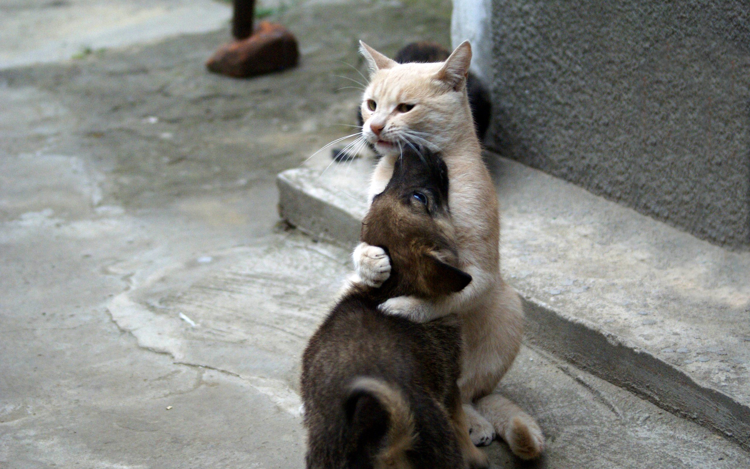 Fond d'ecran Chat et chien