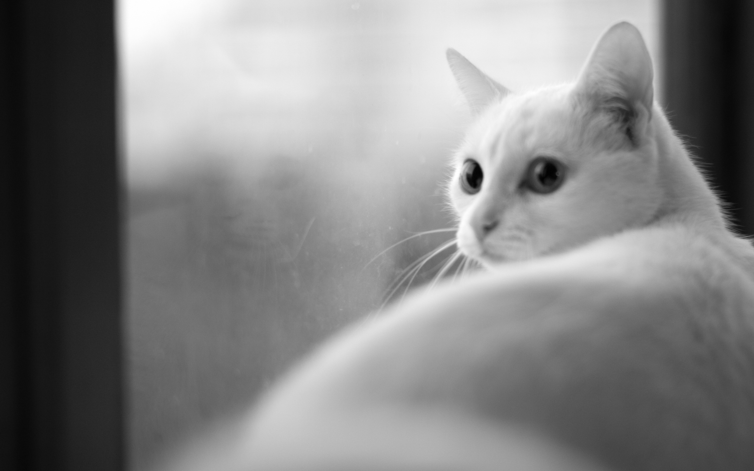 Fond d'ecran Le regard du chat blanc