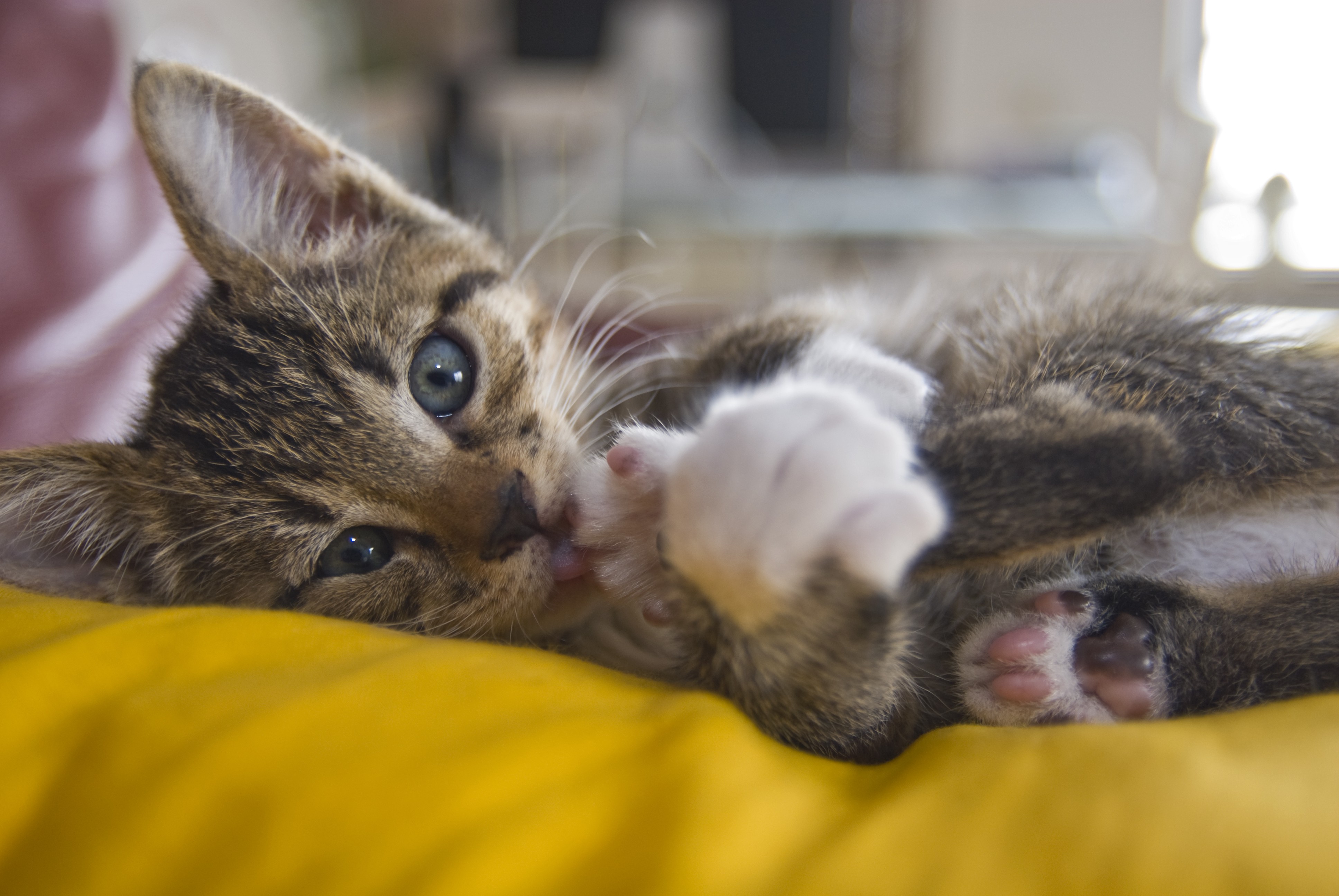 Fond d'ecran Chat joueur