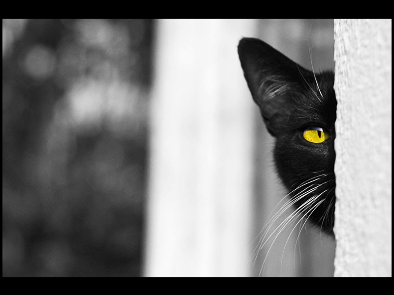 Fond d'ecran Chat noir