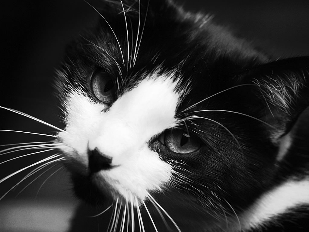 Черно белые котики. Котенок черно-белый. Черно белая кошка. Котик черно белый. Черно белая кошечка.