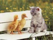 Chat et bbs canards