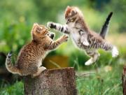 Jeu de chats