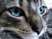 Chat yeux bleu-vert