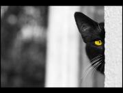 Chat noir