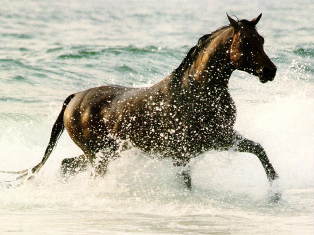 Fond d'ecran Cheval dans l'eau