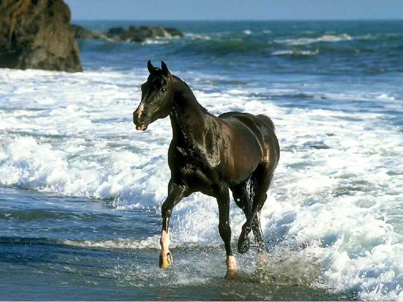 Fond d'ecran Cheval  la mer