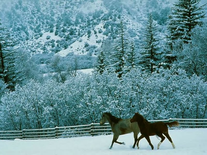 Fond d'ecran Chevaux dans la neige