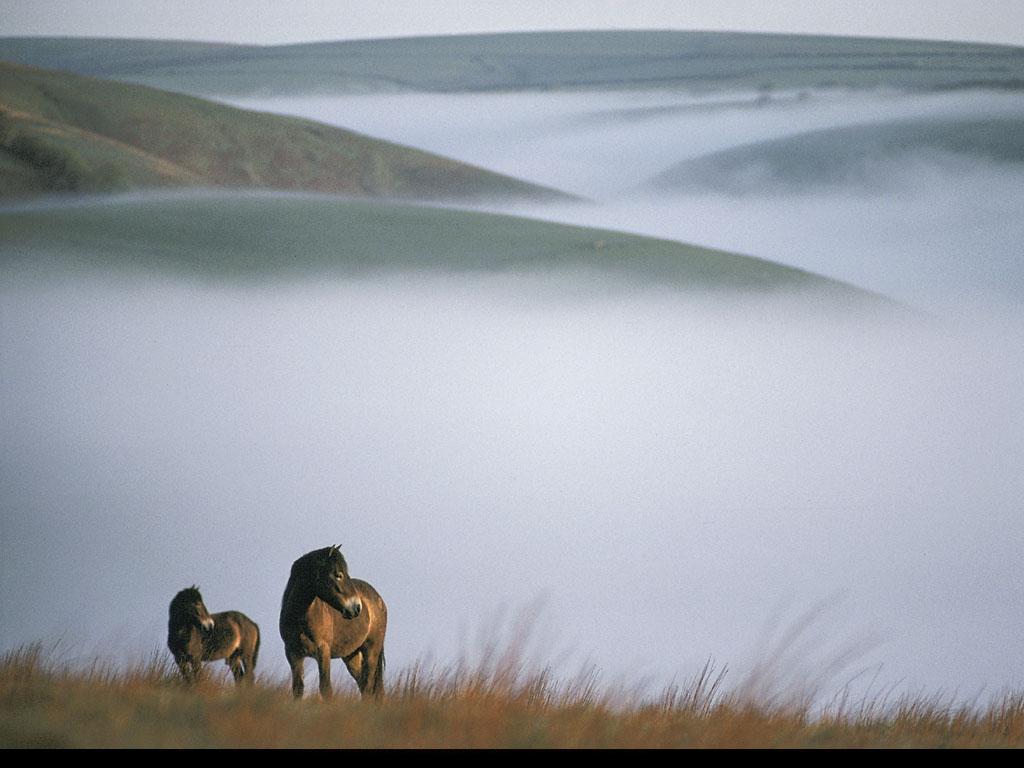 Fond d'ecran Chevaux sur la coline