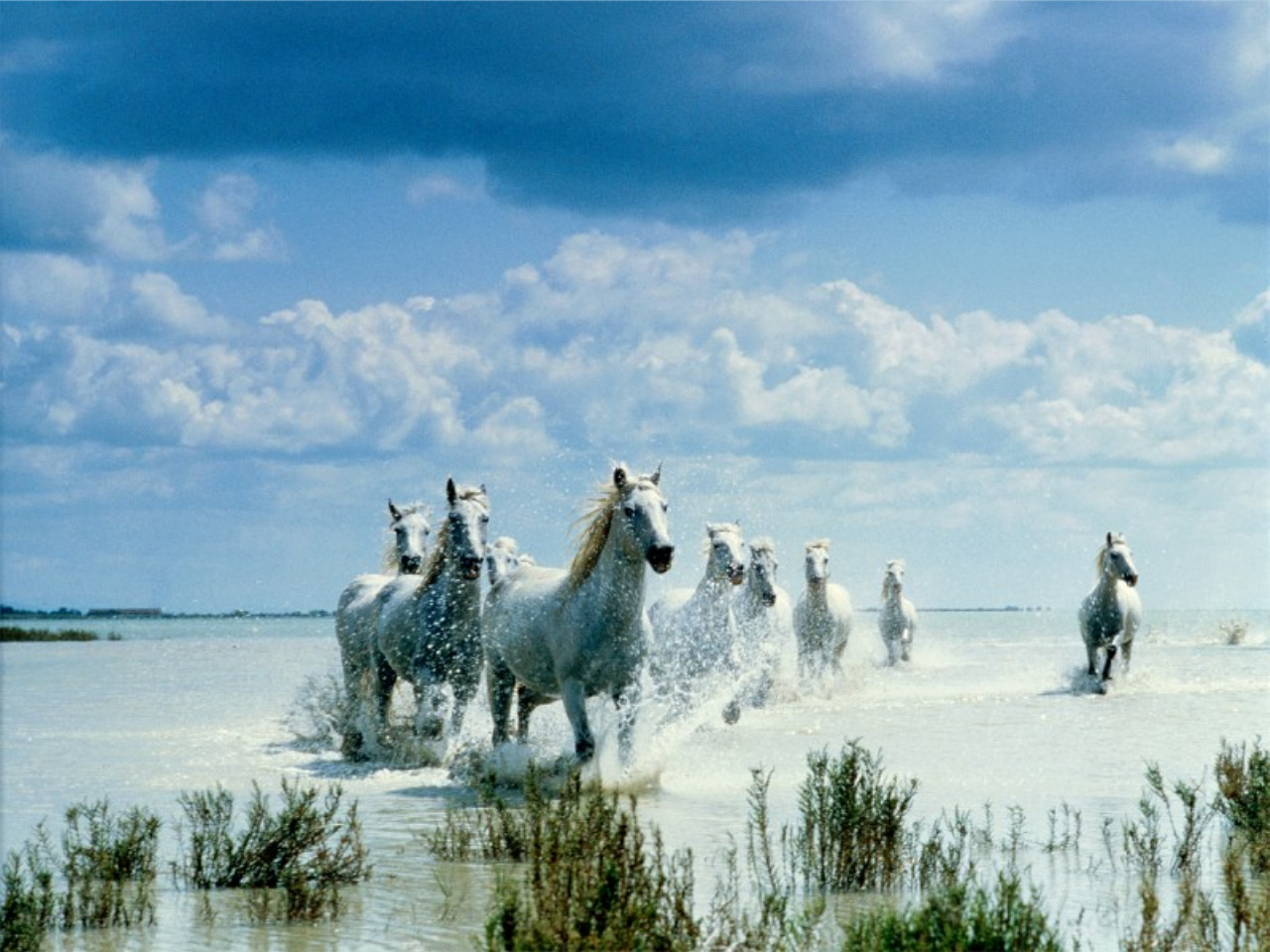 Fond d'ecran Chevaux au galop