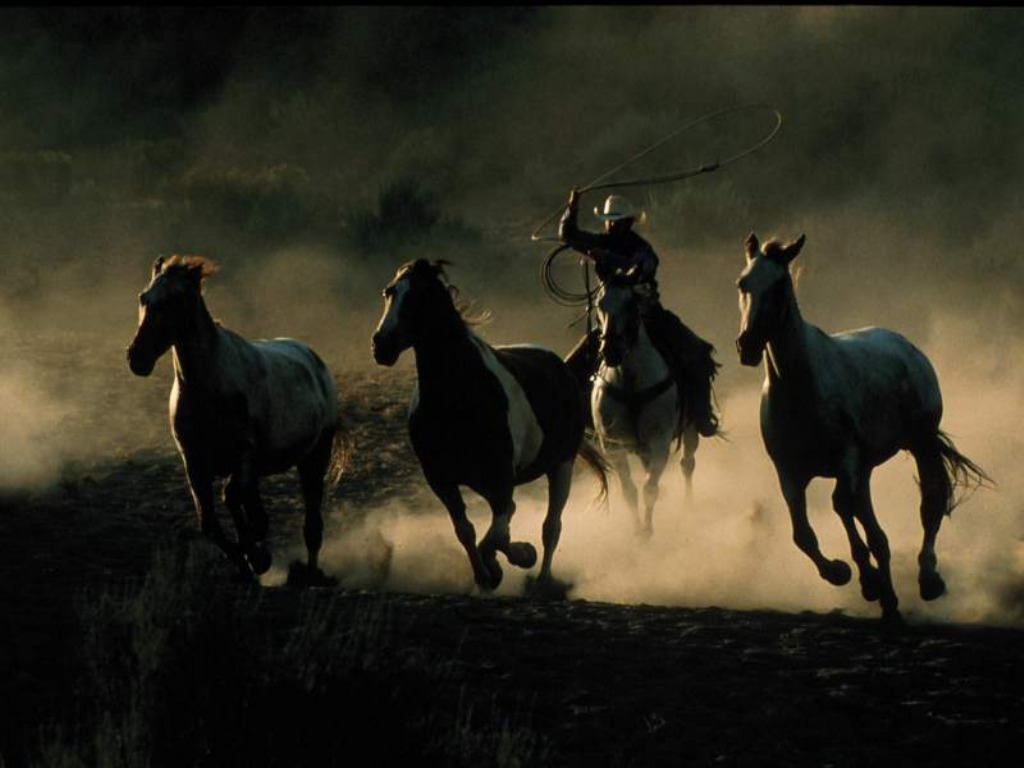 Fond d'ecran Groupe de chevaux au galop