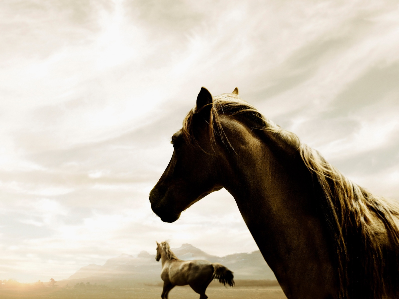 Fond d'ecran Chevaux sauvages