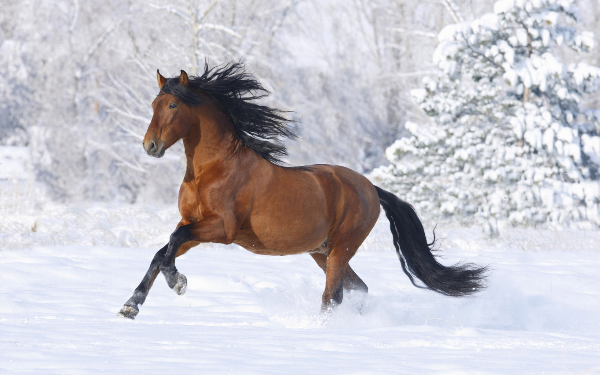 Fond d'ecran Cheval dans la neige