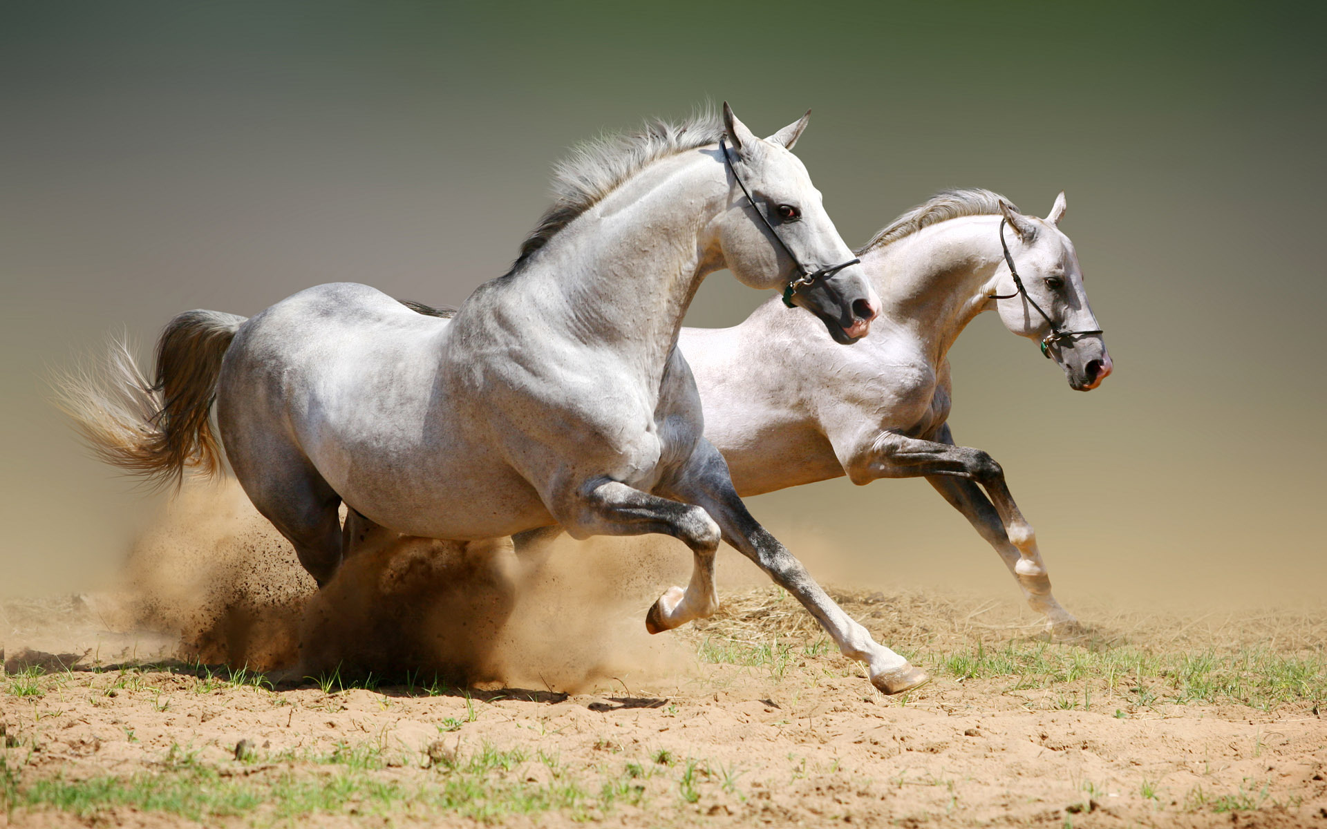 Fond d'ecran Chevaux au galop