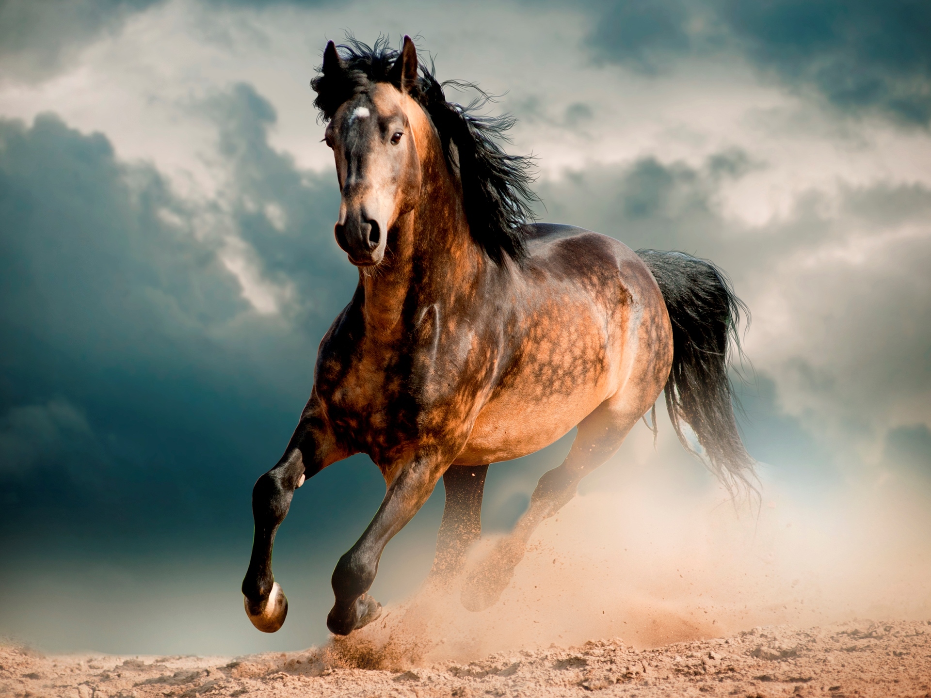 Fond d'ecran Magnifique cheval au galop