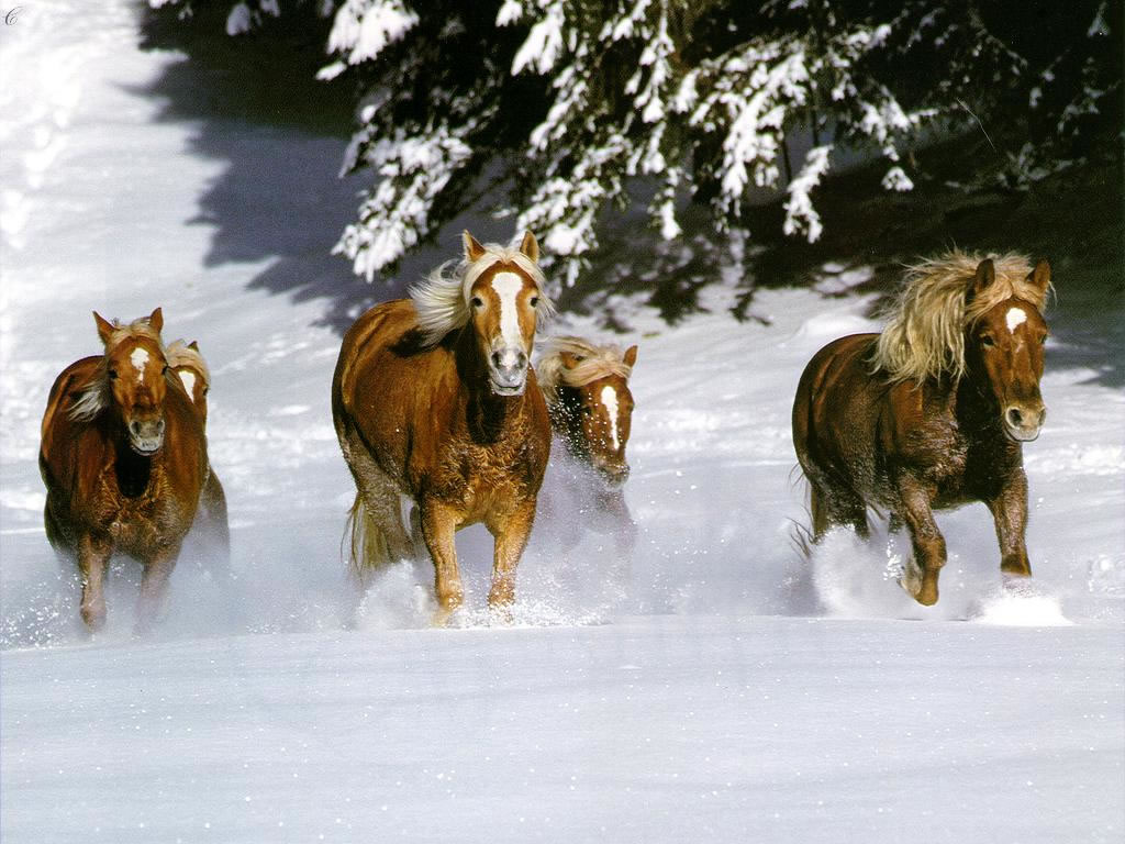 Fond d'ecran Cheval