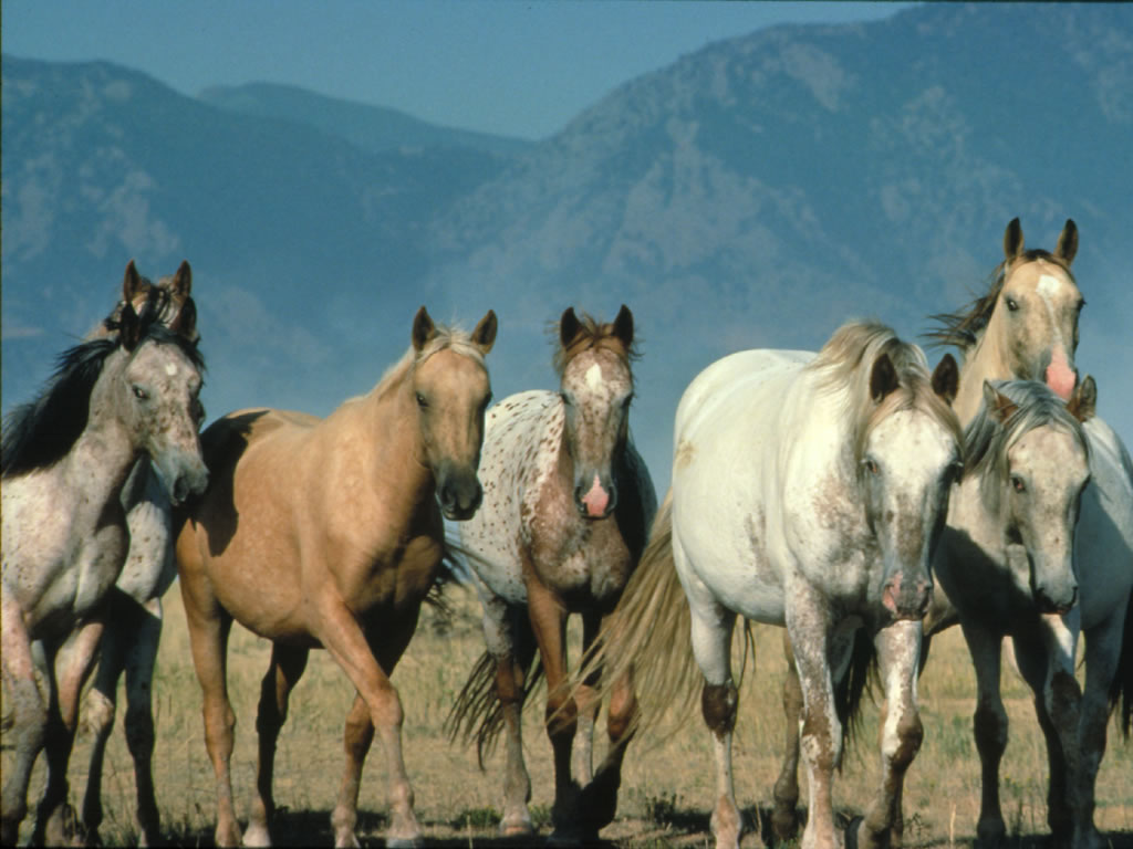 Fond d'ecran Cheval