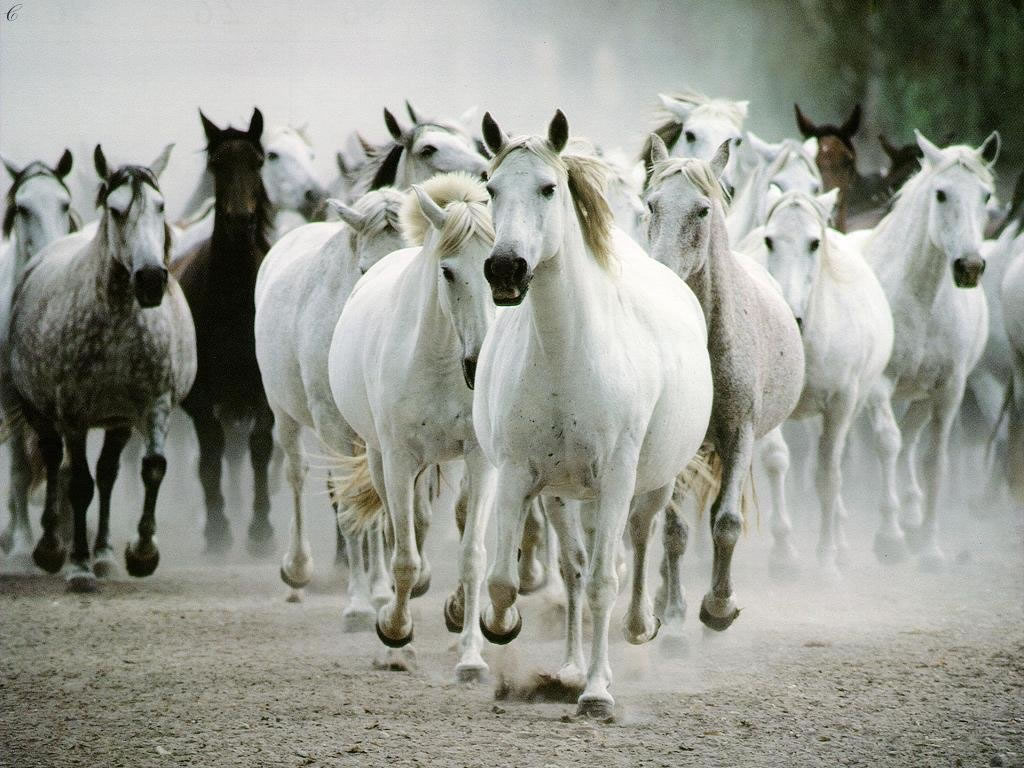 Fond d'ecran Cheval