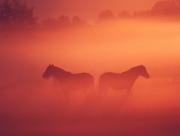 Cheval dans la poussire