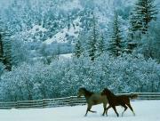 Chevaux dans la neige